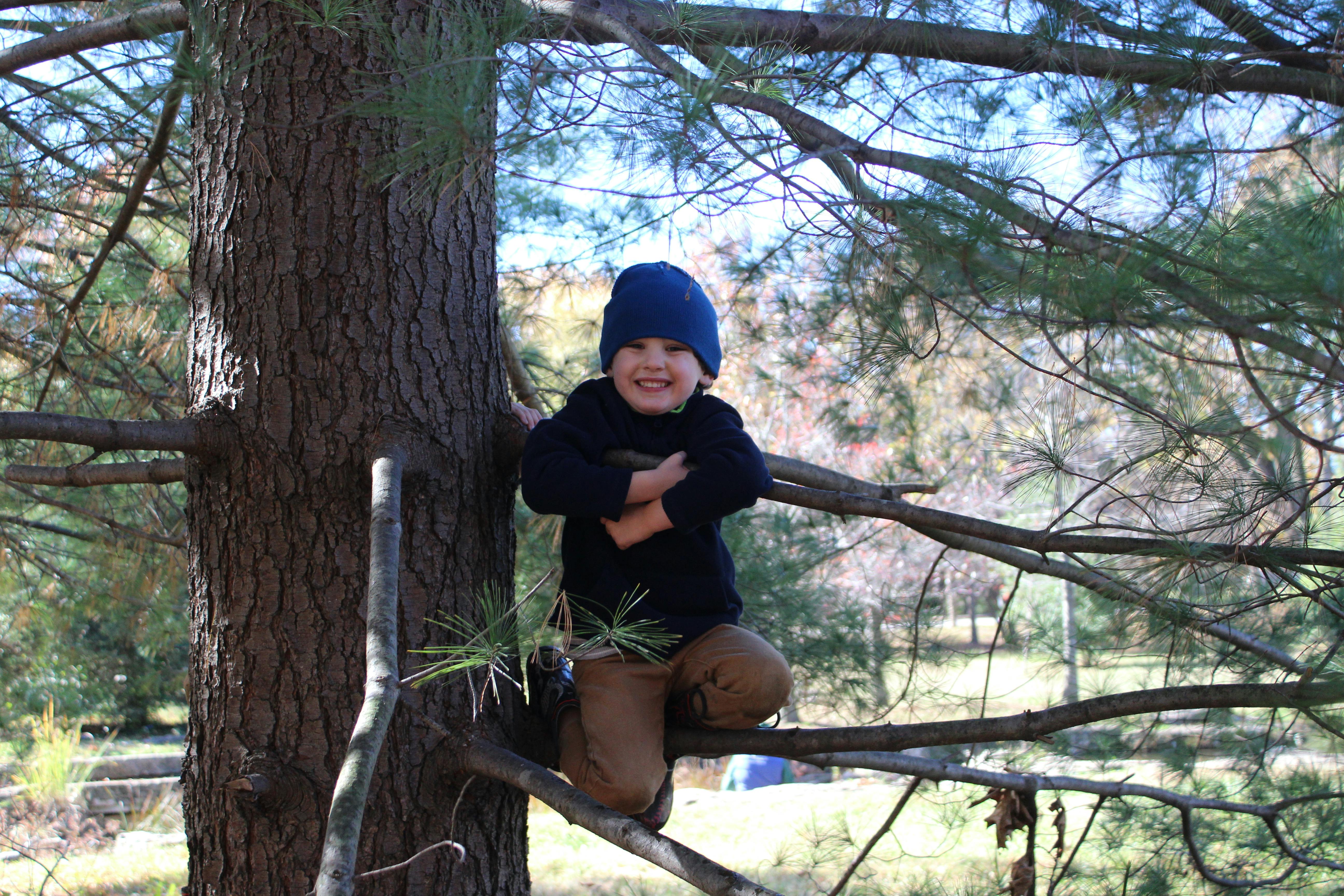 Child in a blue hat sitting on a tree branch