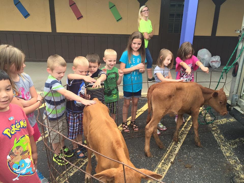 Children petting two calves in a pen