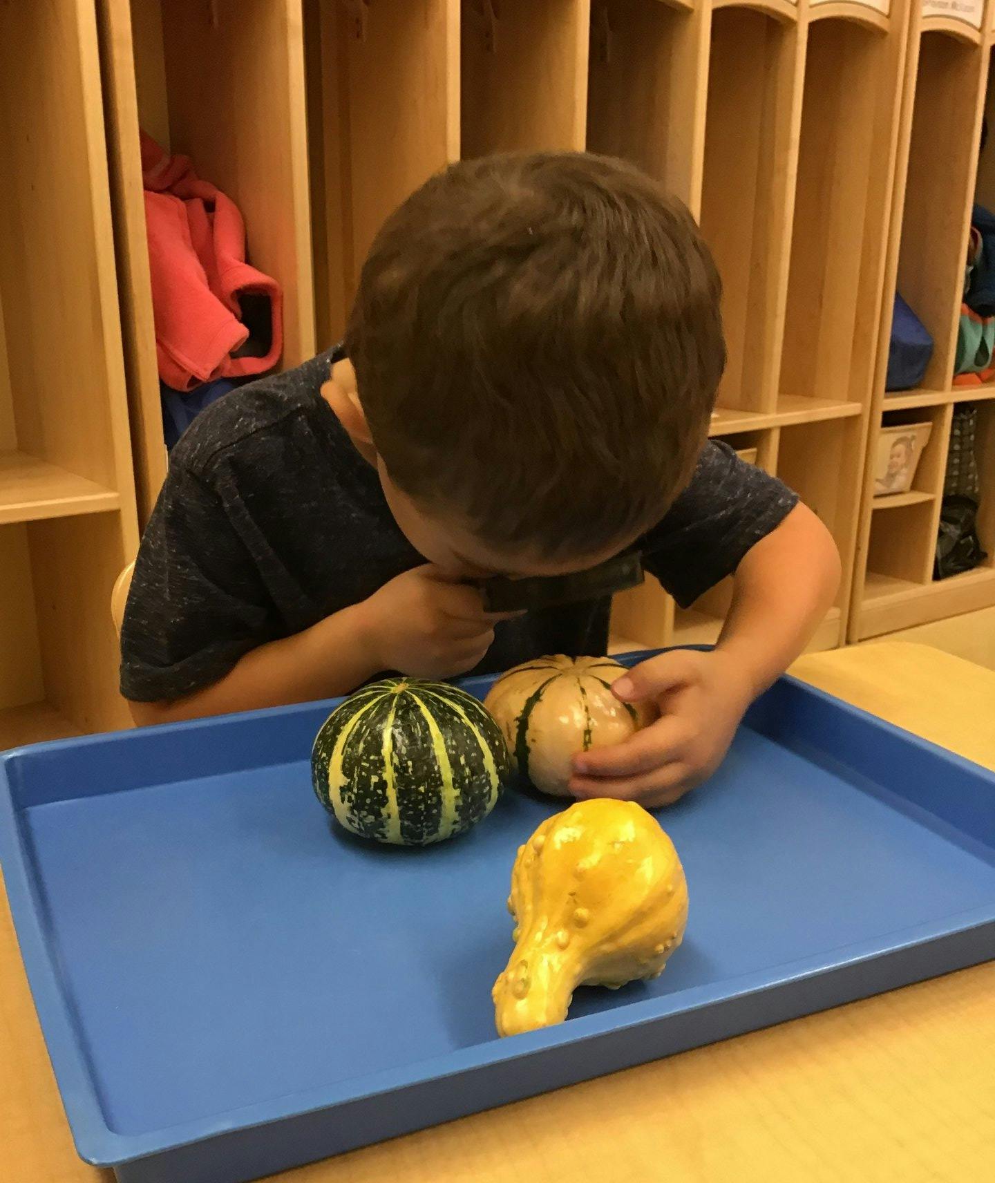 Child looking at gourds on a blue tray