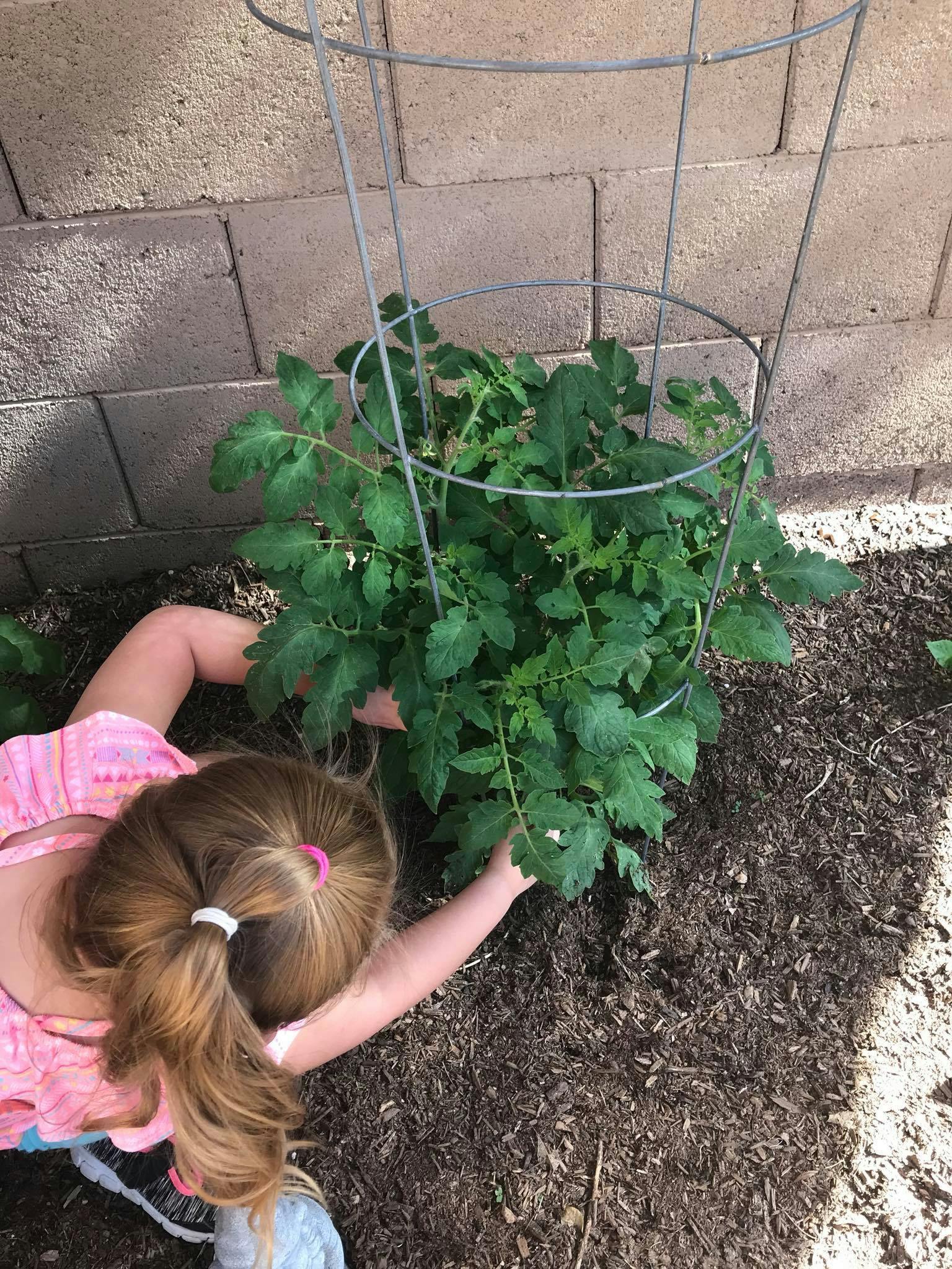 Child tending to a plant in a garden