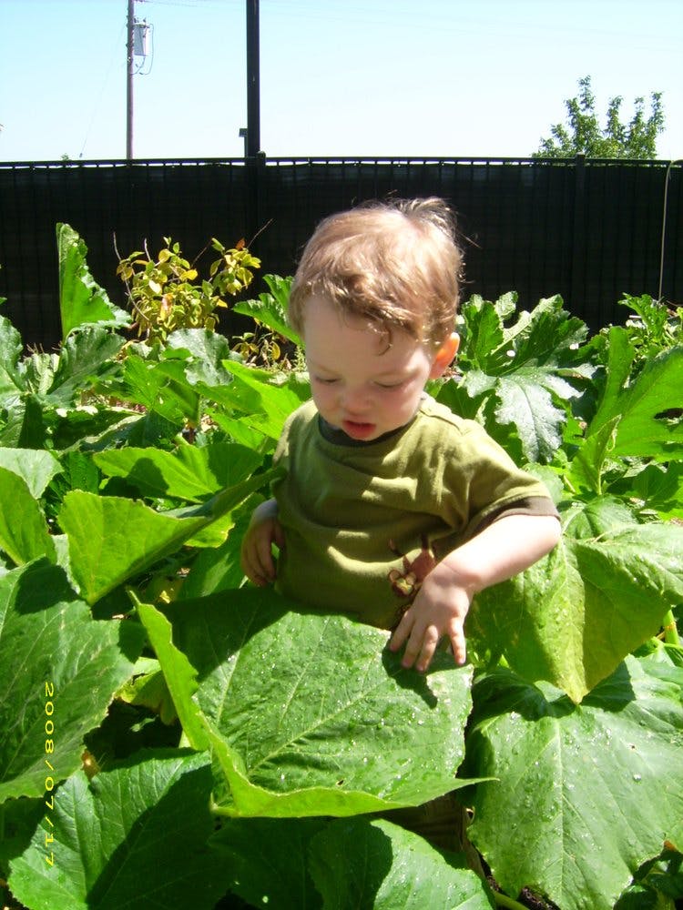 Child in a garden surrounded by large green leaves