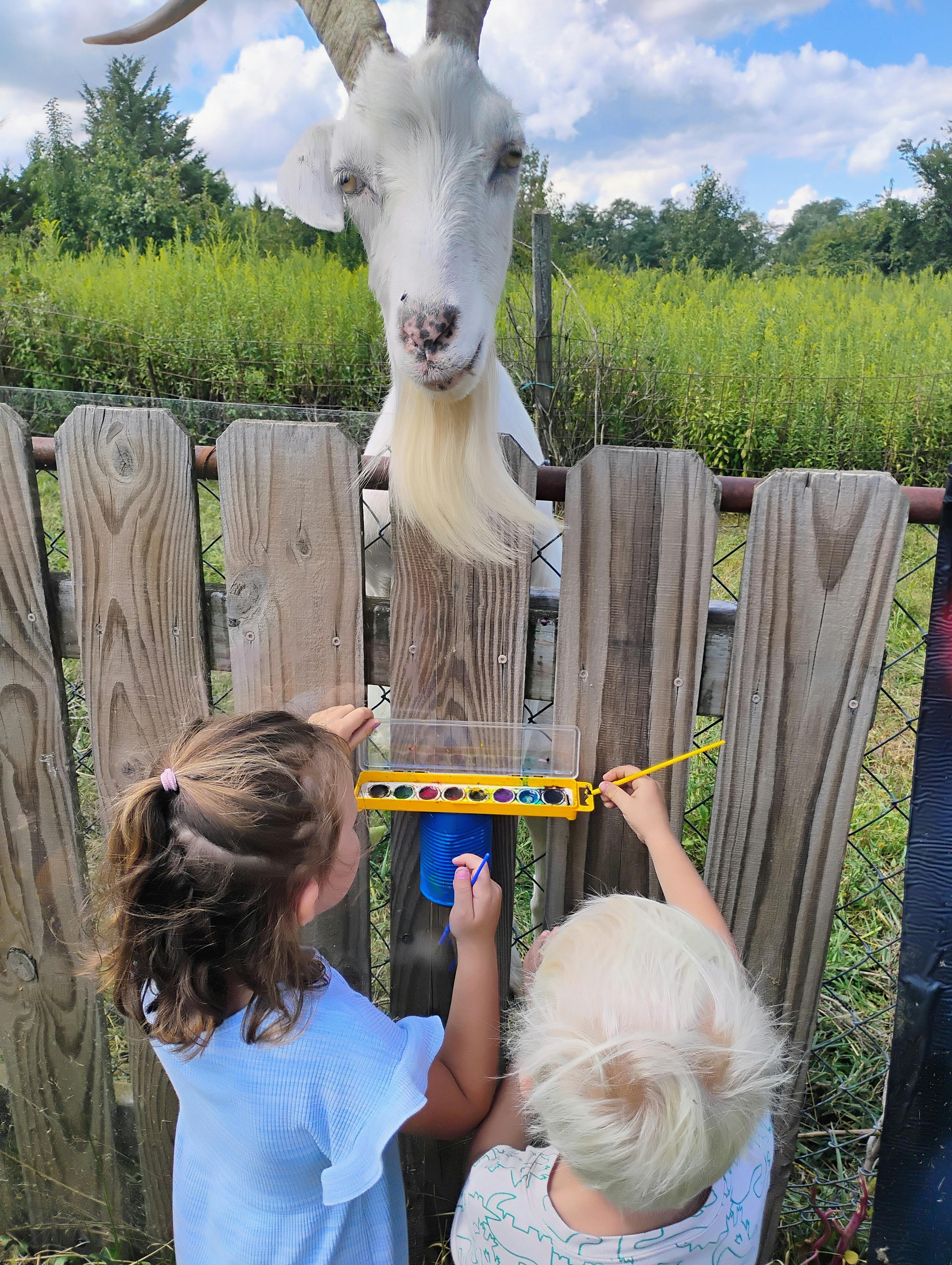 Two children feeding a goat through a fence