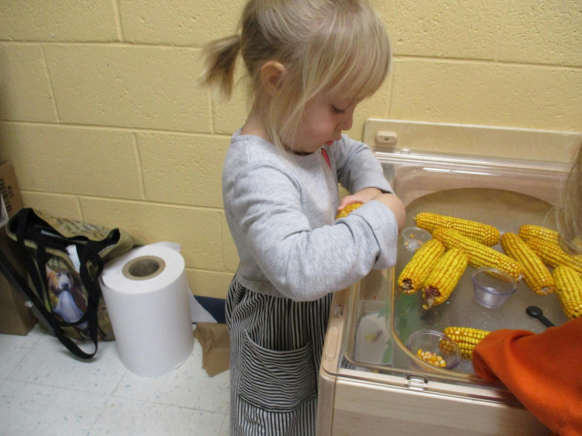 Child playing with corn cobs in a sensory bin
