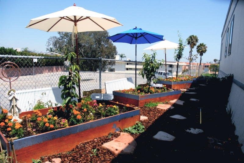 Raised garden beds with plants and umbrellas