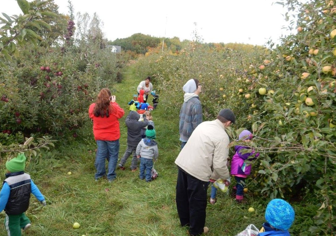 People and children picking apples in an orchard