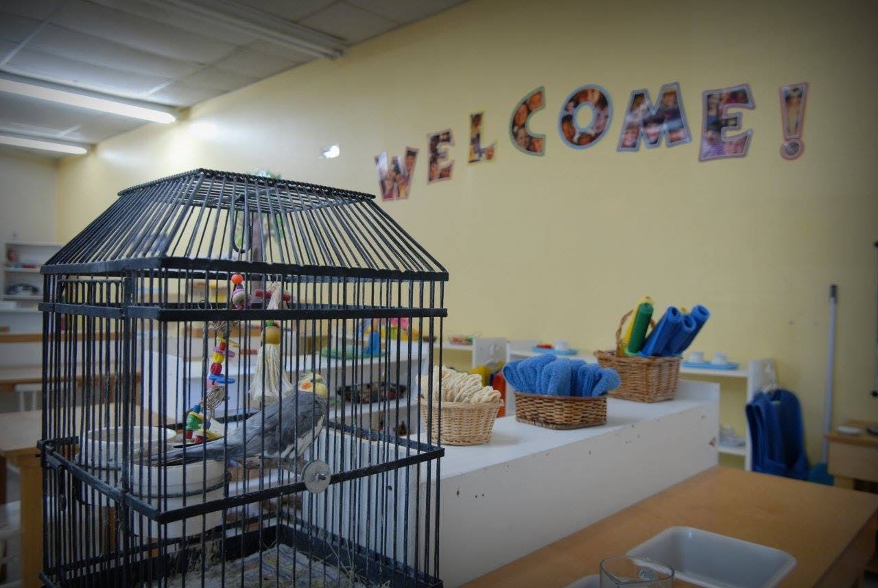 Bird in a cage in a classroom with a "WELCOME!" sign on the wall