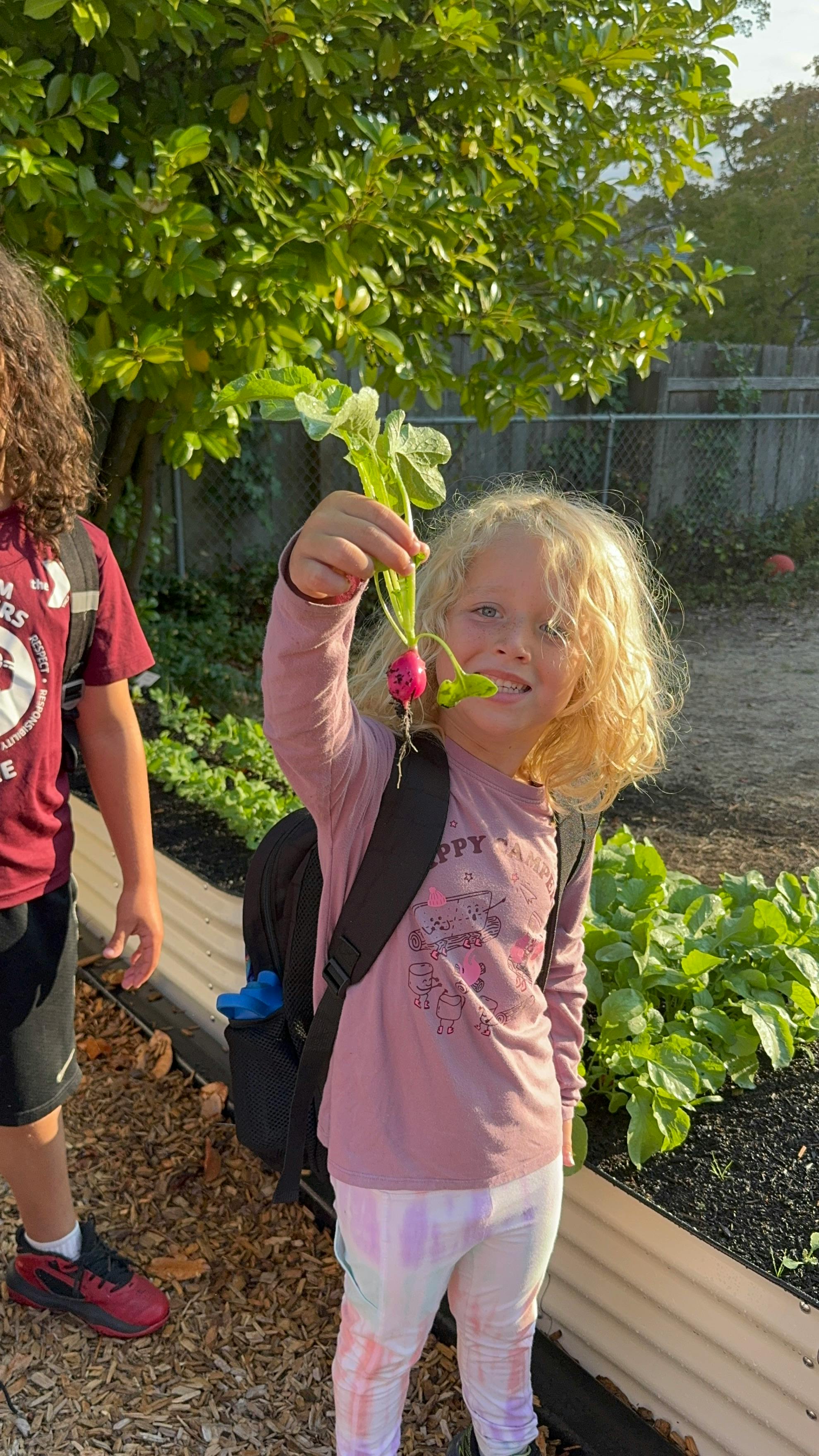 Child holding up a freshly picked radish