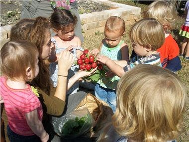 Adult and children harvesting radishes in a garden