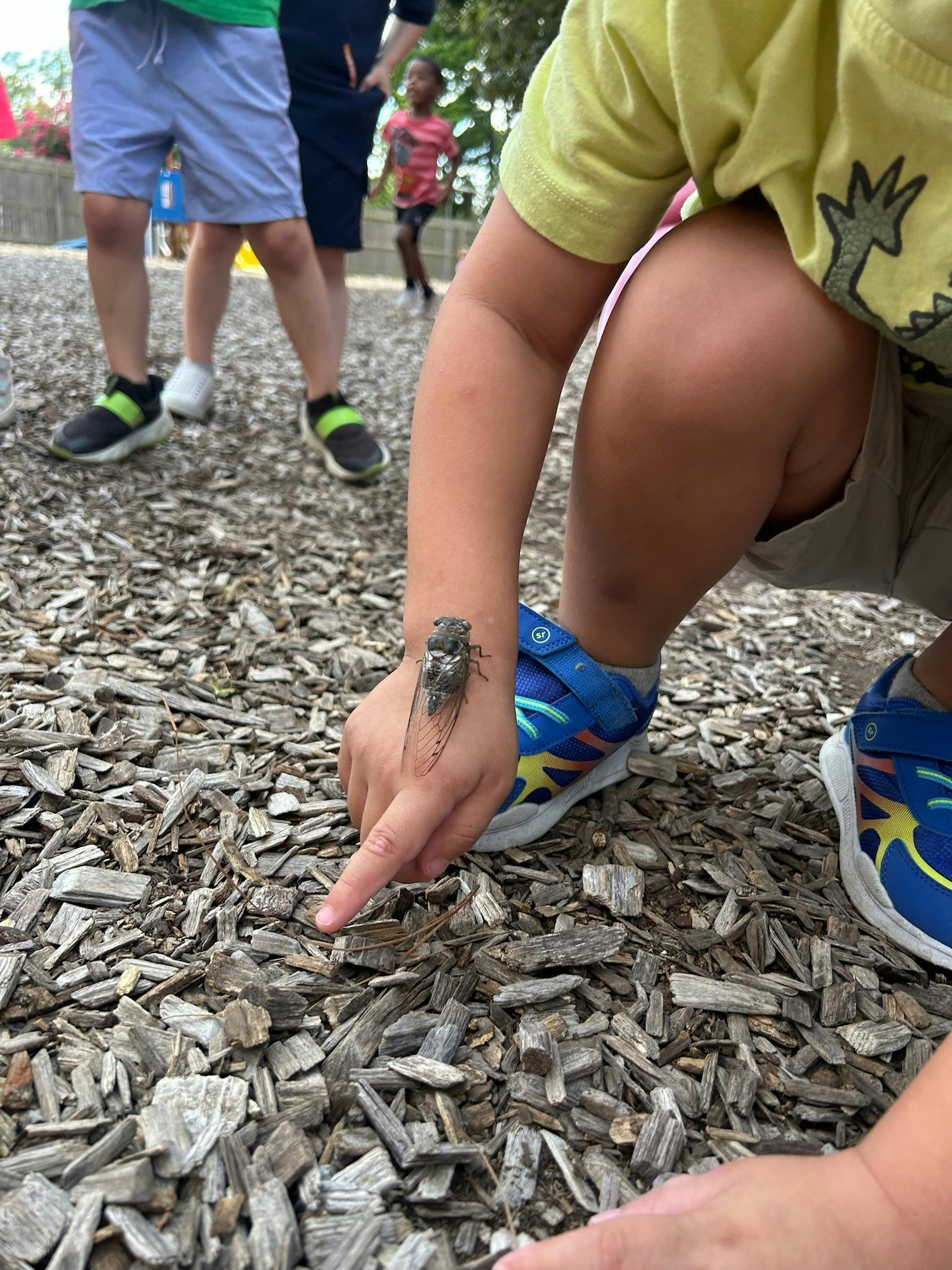 Cicada perched on a childs hand on a woodchip playground