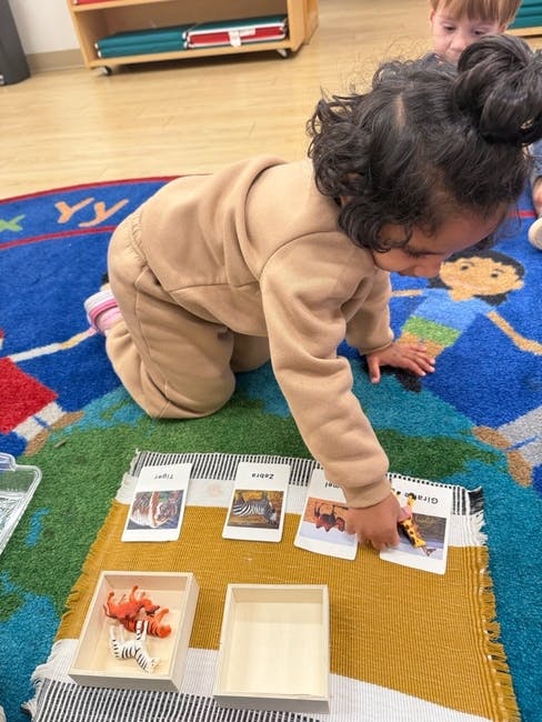 Child on knees looking at animal cards
