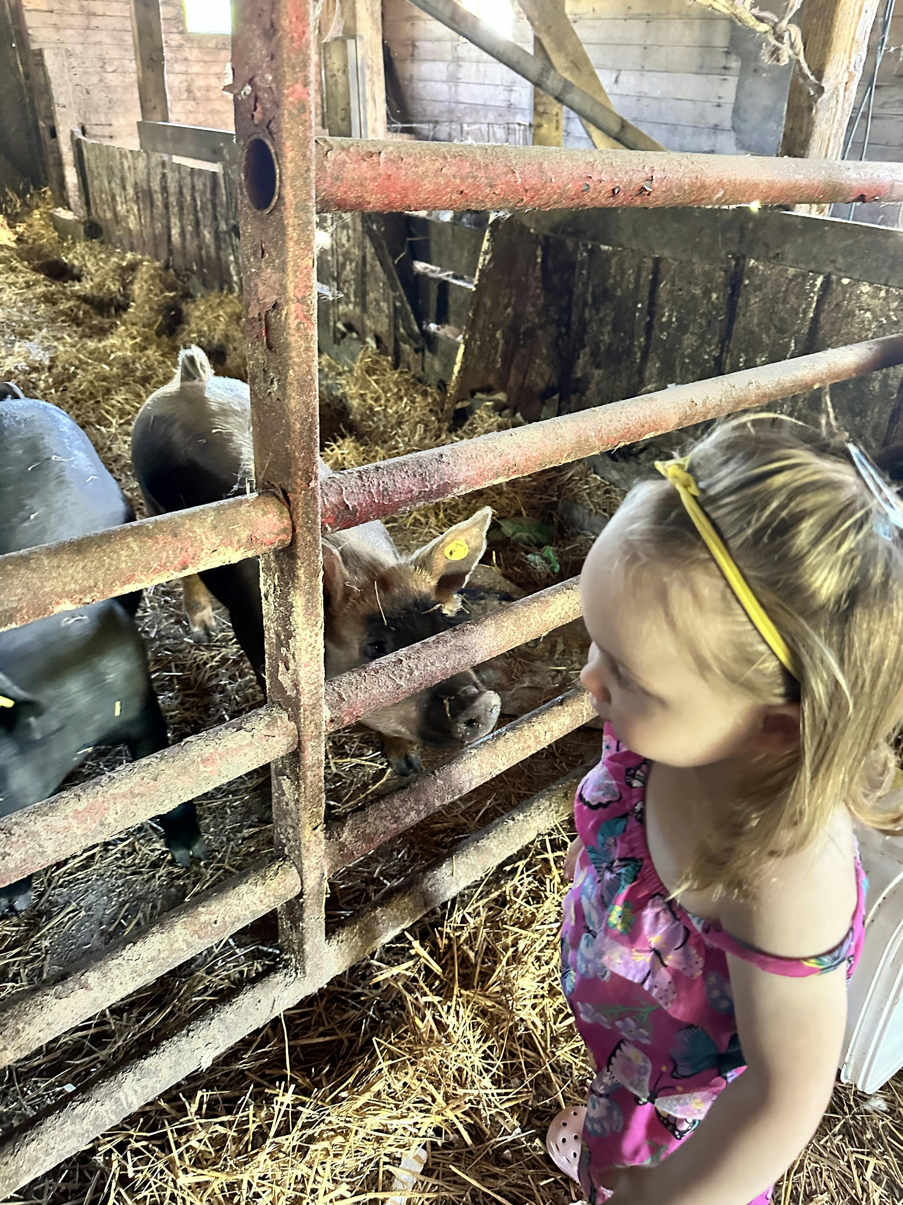 Child in pink dress looking through a metal fence at a pig in a barn