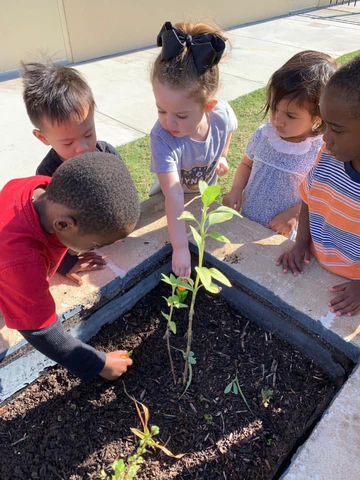Children gathered around a garden bed, one child touching a plant