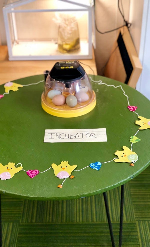 Egg incubator with eggs on a green table with chick decorations and heart decorations