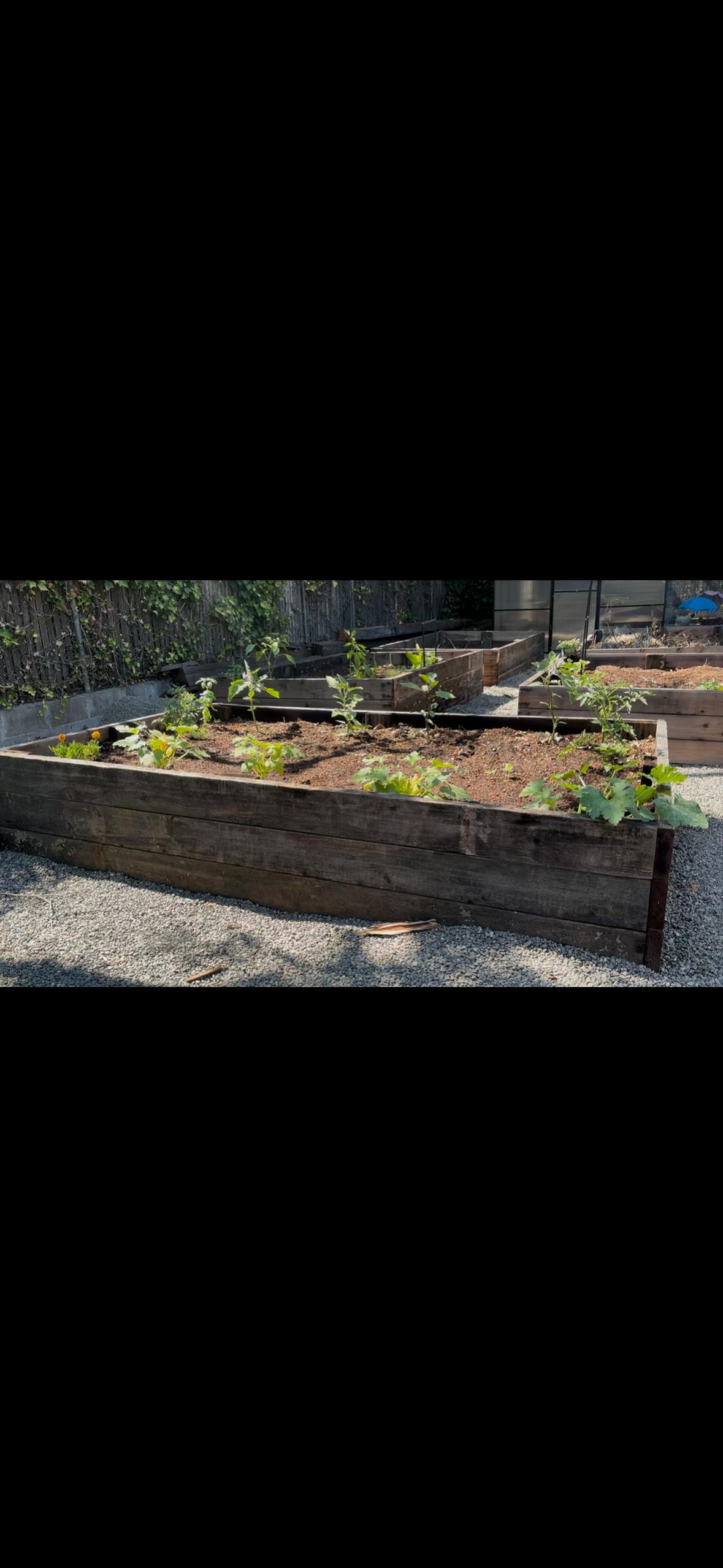 Small plants growing in a raised wooden garden bed