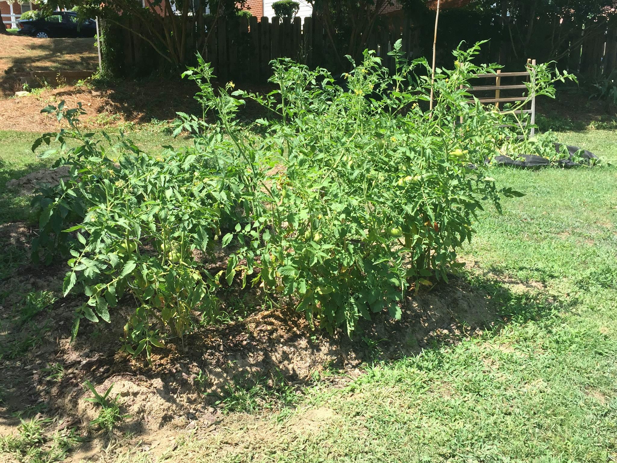 Tomato plants growing in a garden