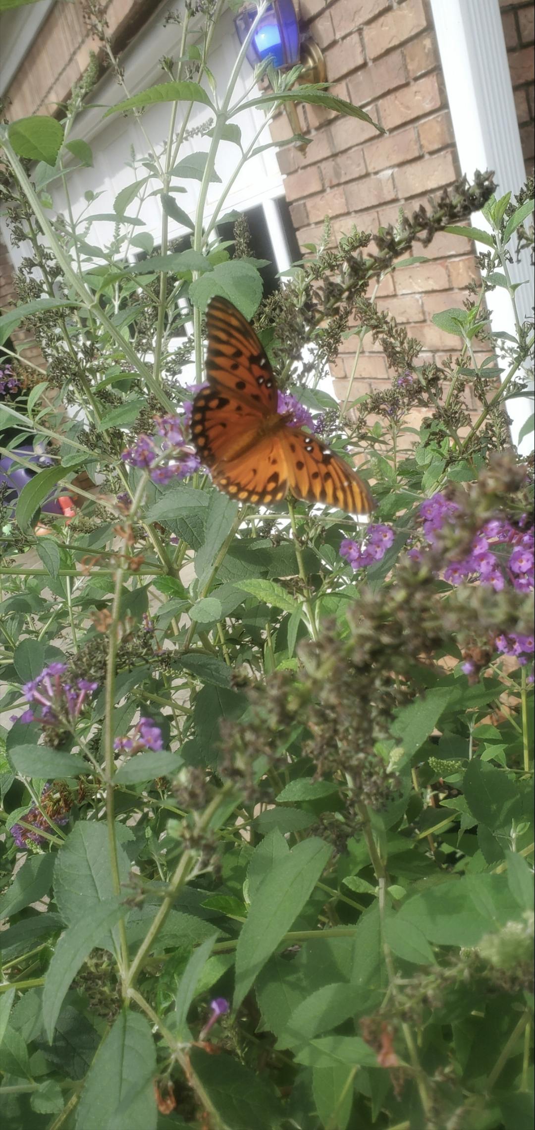 Orange butterfly on purple flowers