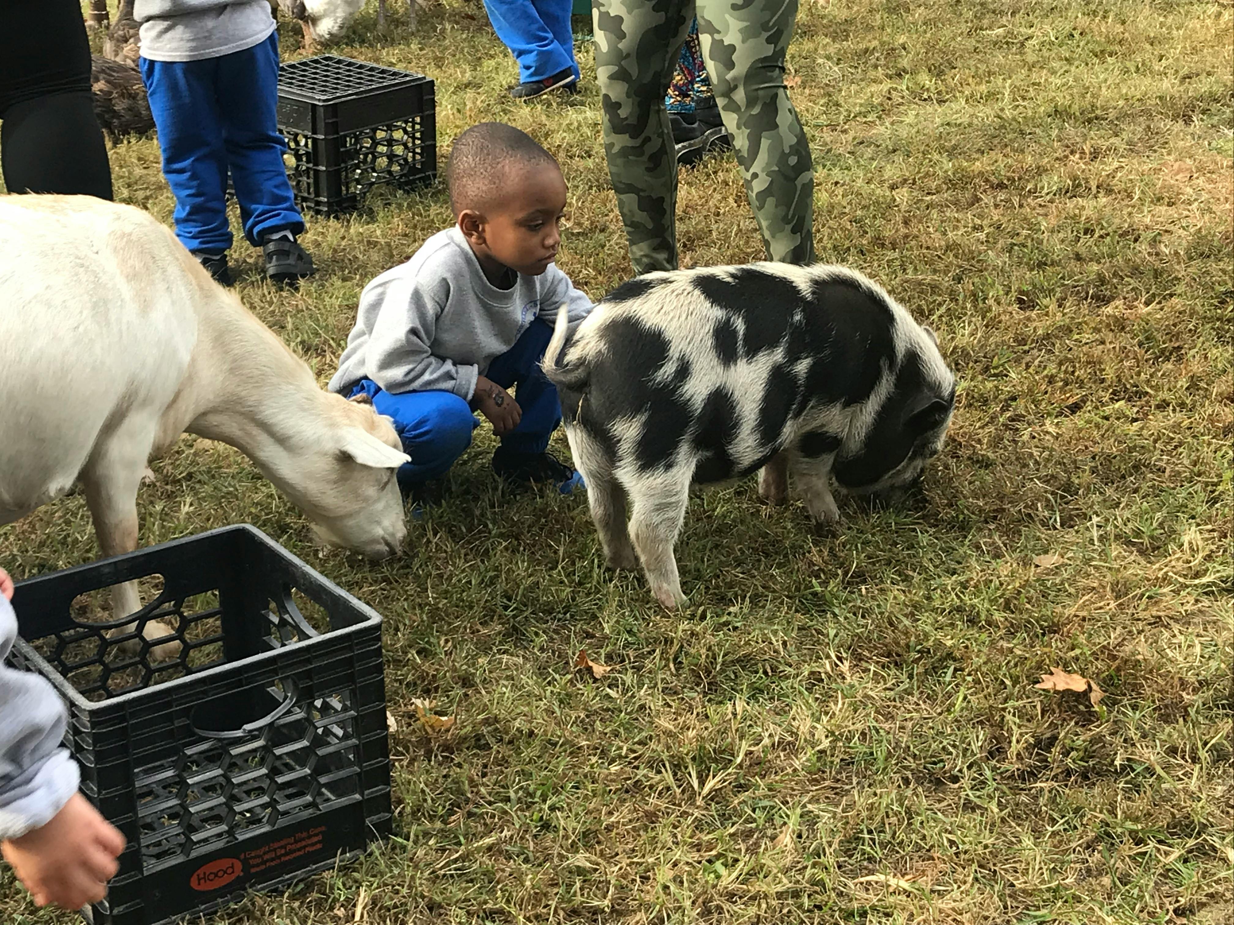 Child crouching next to a pig and a goat in grass