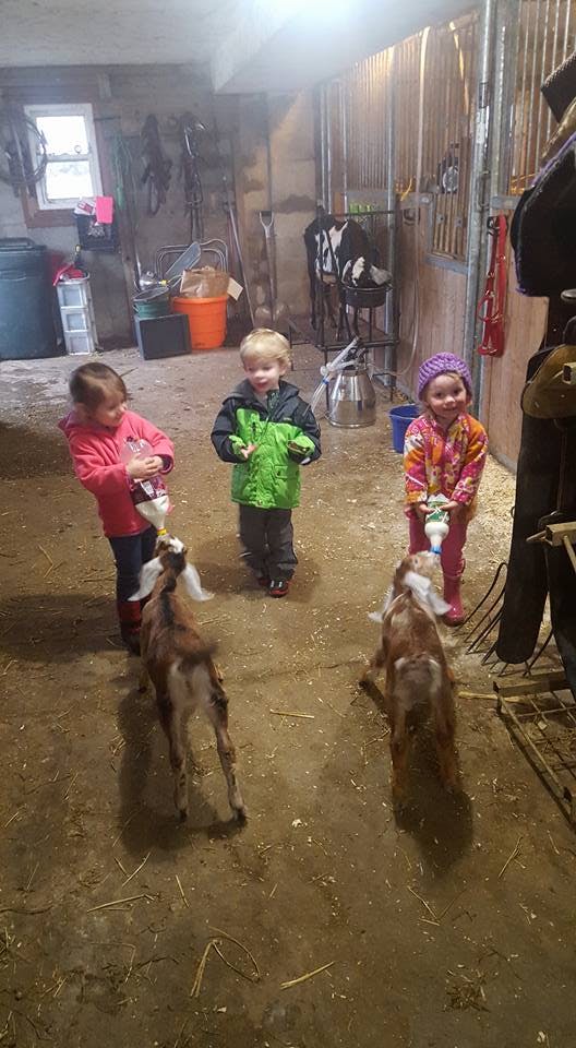 Three children feeding two baby goats with bottles in a barn
