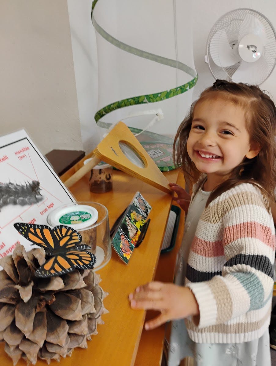 Child looking at a butterfly display on a wooden table