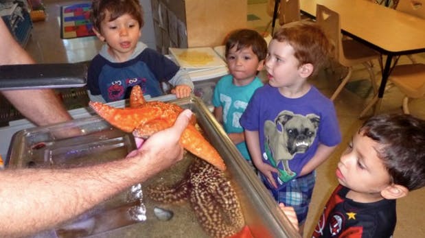 Children looking at a starfish and other sea creatures in a tank