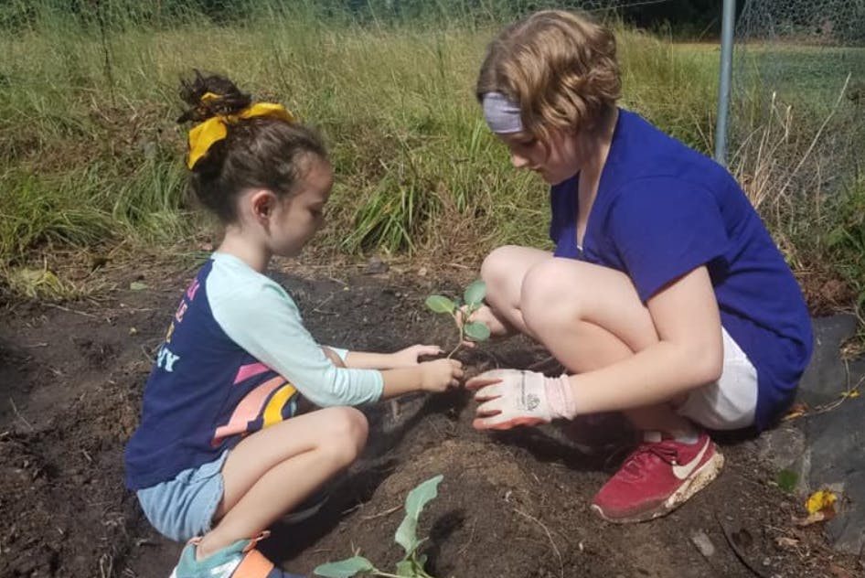 Two people planting a small seedling in the ground