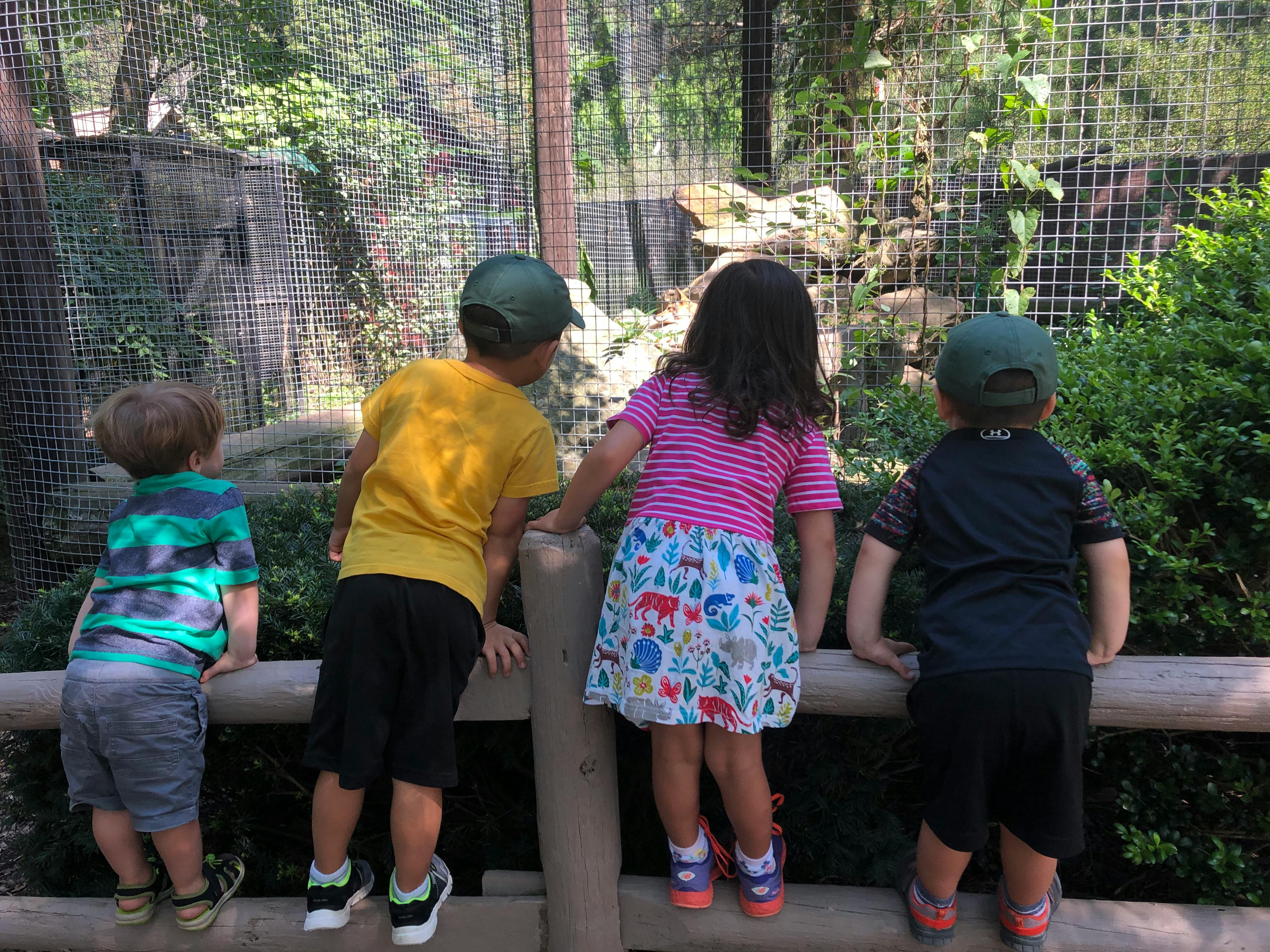 Four children looking over a fence at an enclosure