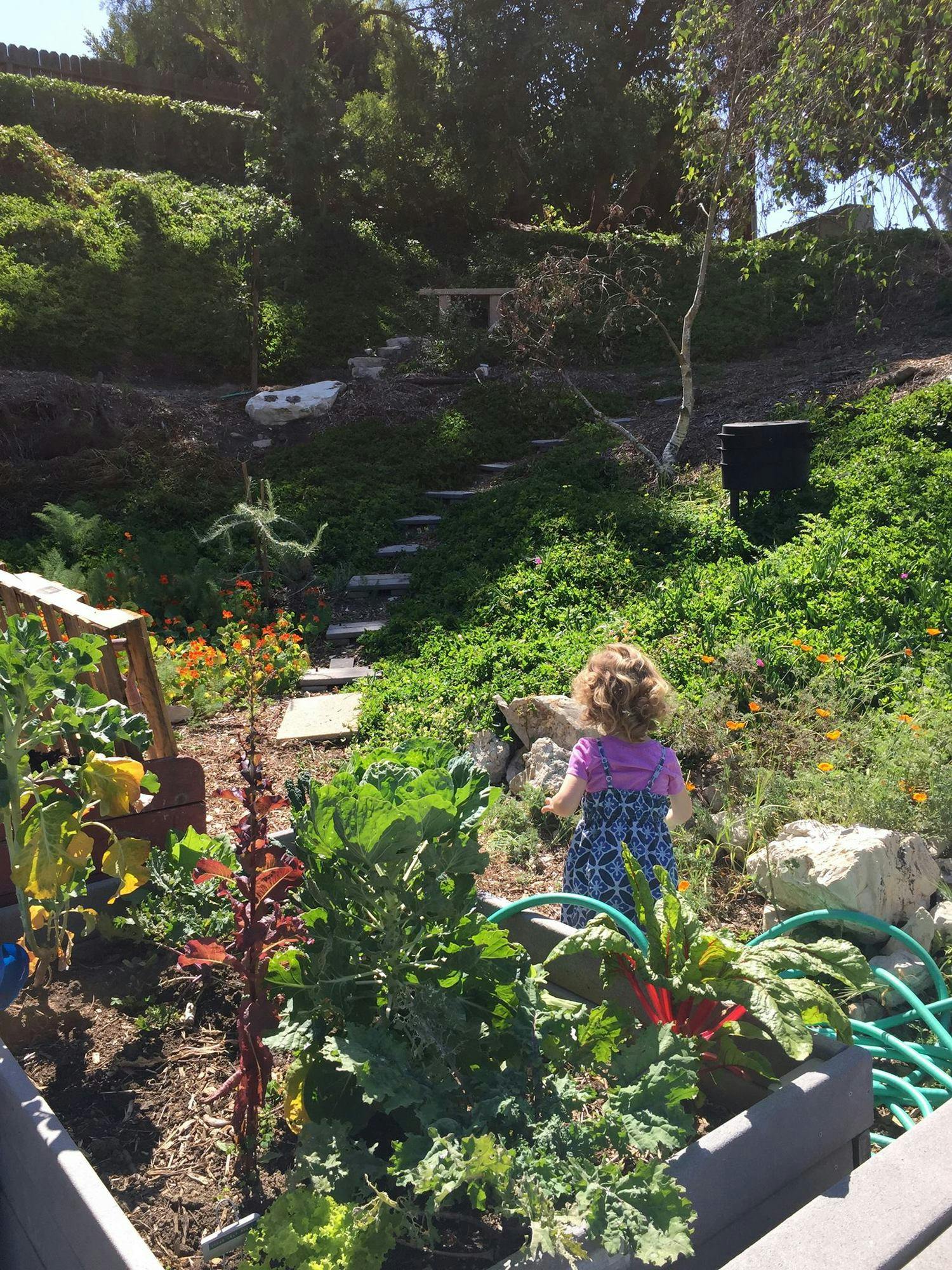 Child walking through a garden with raised beds and steps up a hillside path