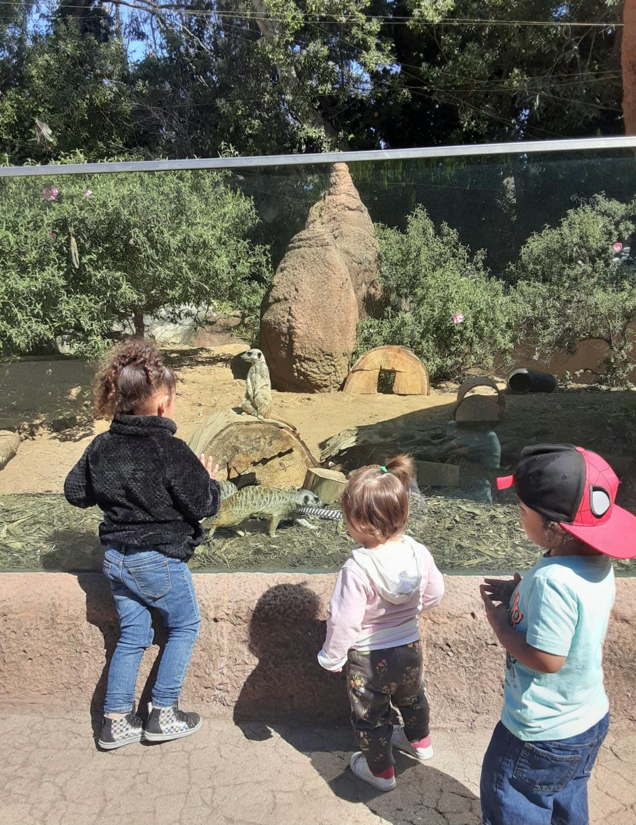 Three children looking at meerkats in an enclosure