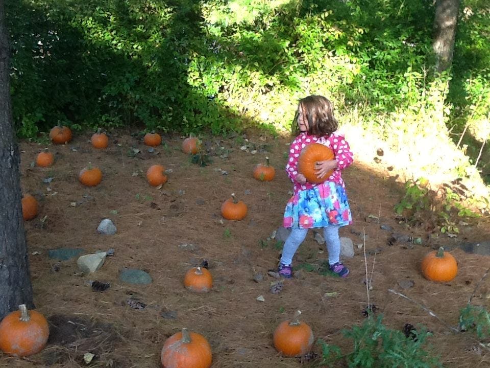 Child holding a pumpkin in a pumpkin patch