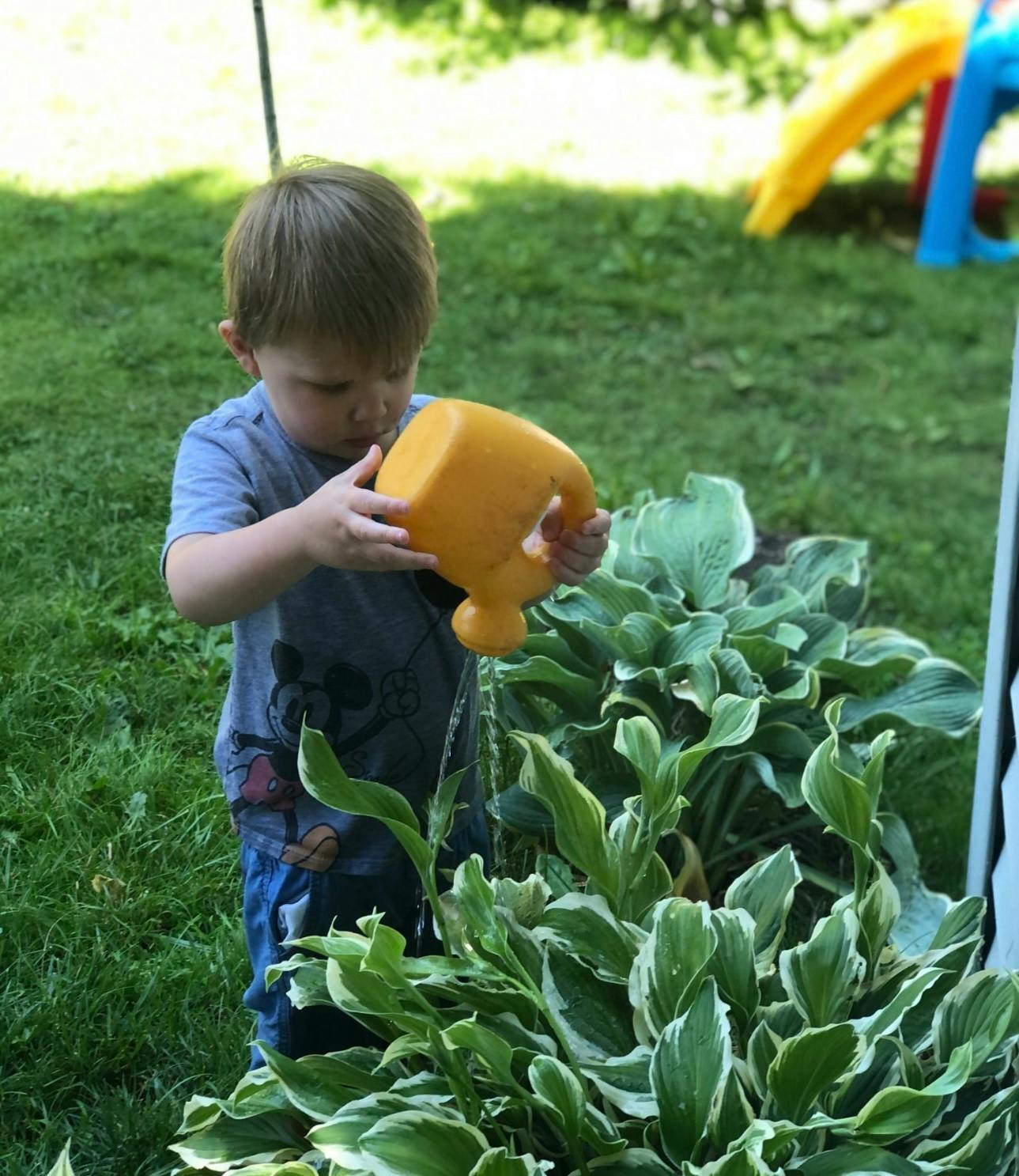 Child watering plants with a yellow watering can