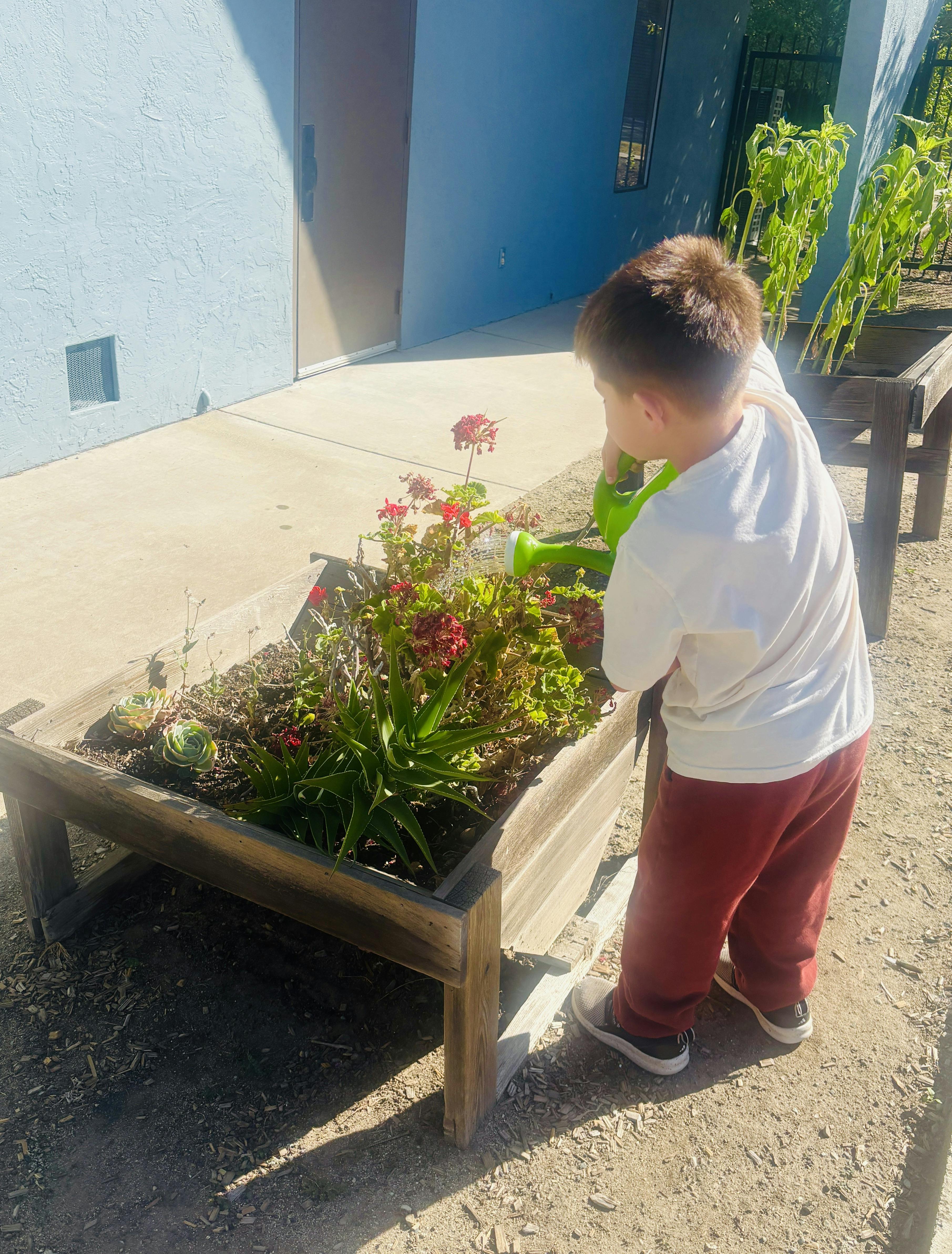 Child watering plants in a wooden garden planter