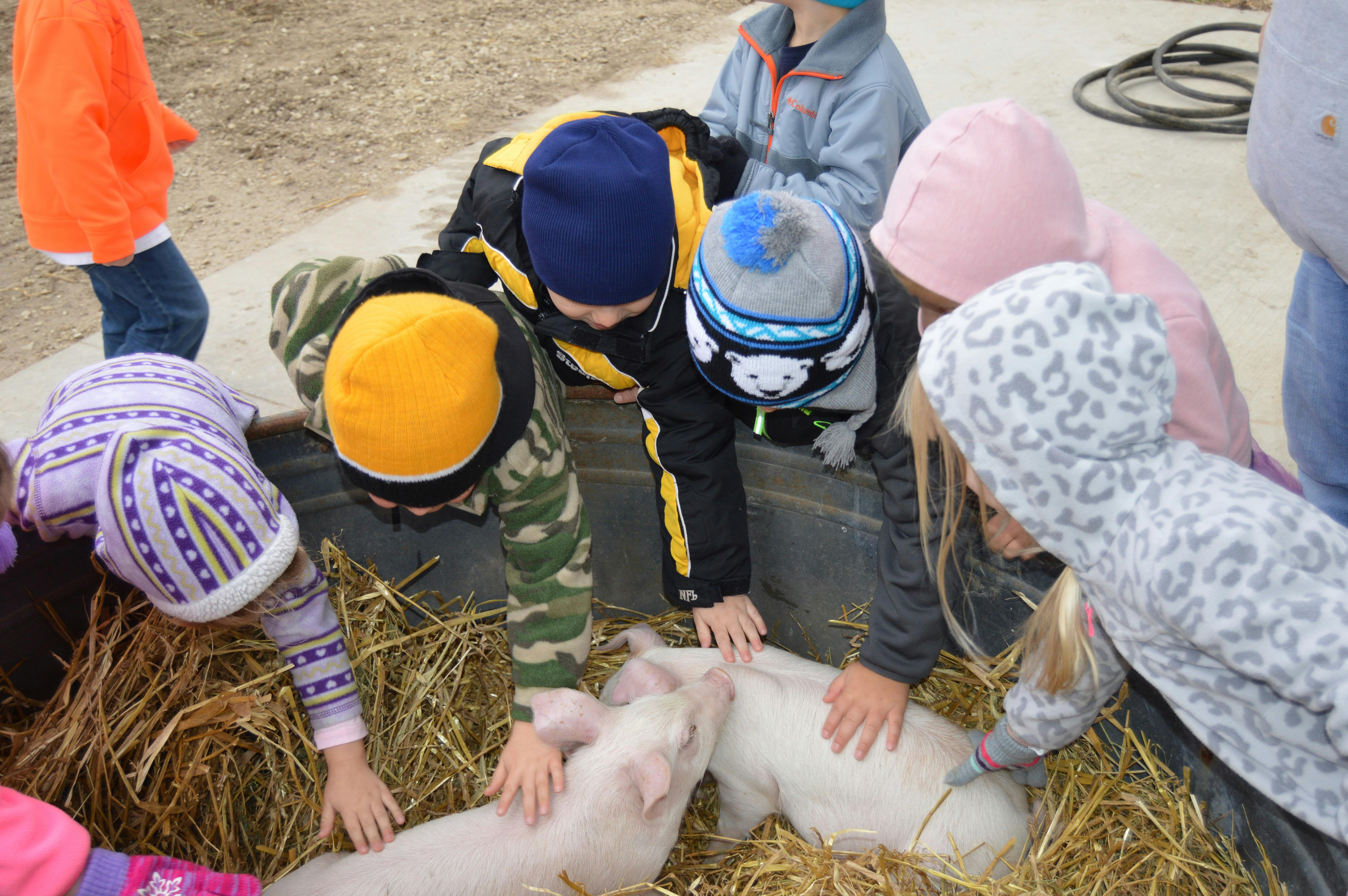 Children petting small pigs in hay