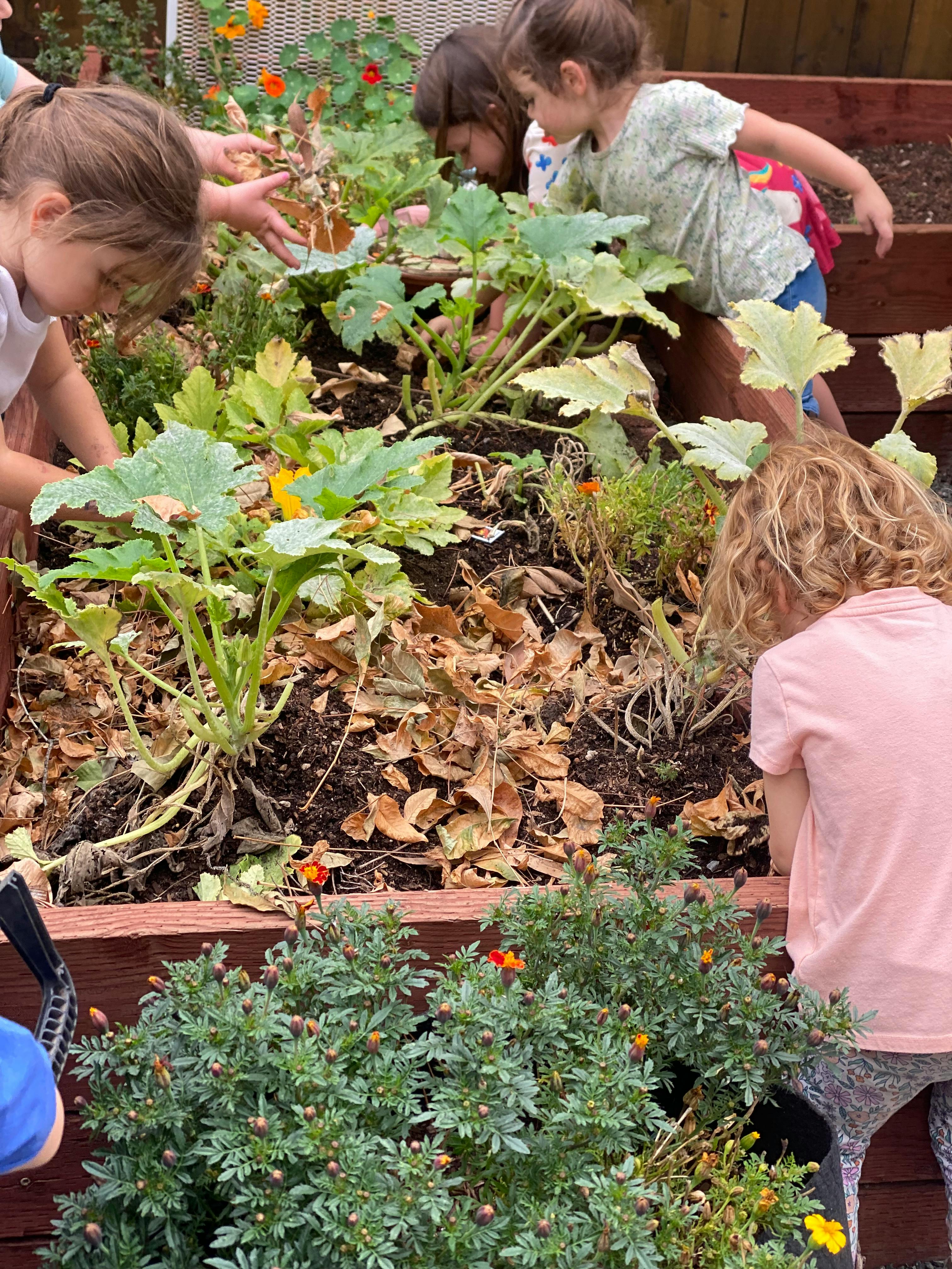 Children tending to plants in a garden