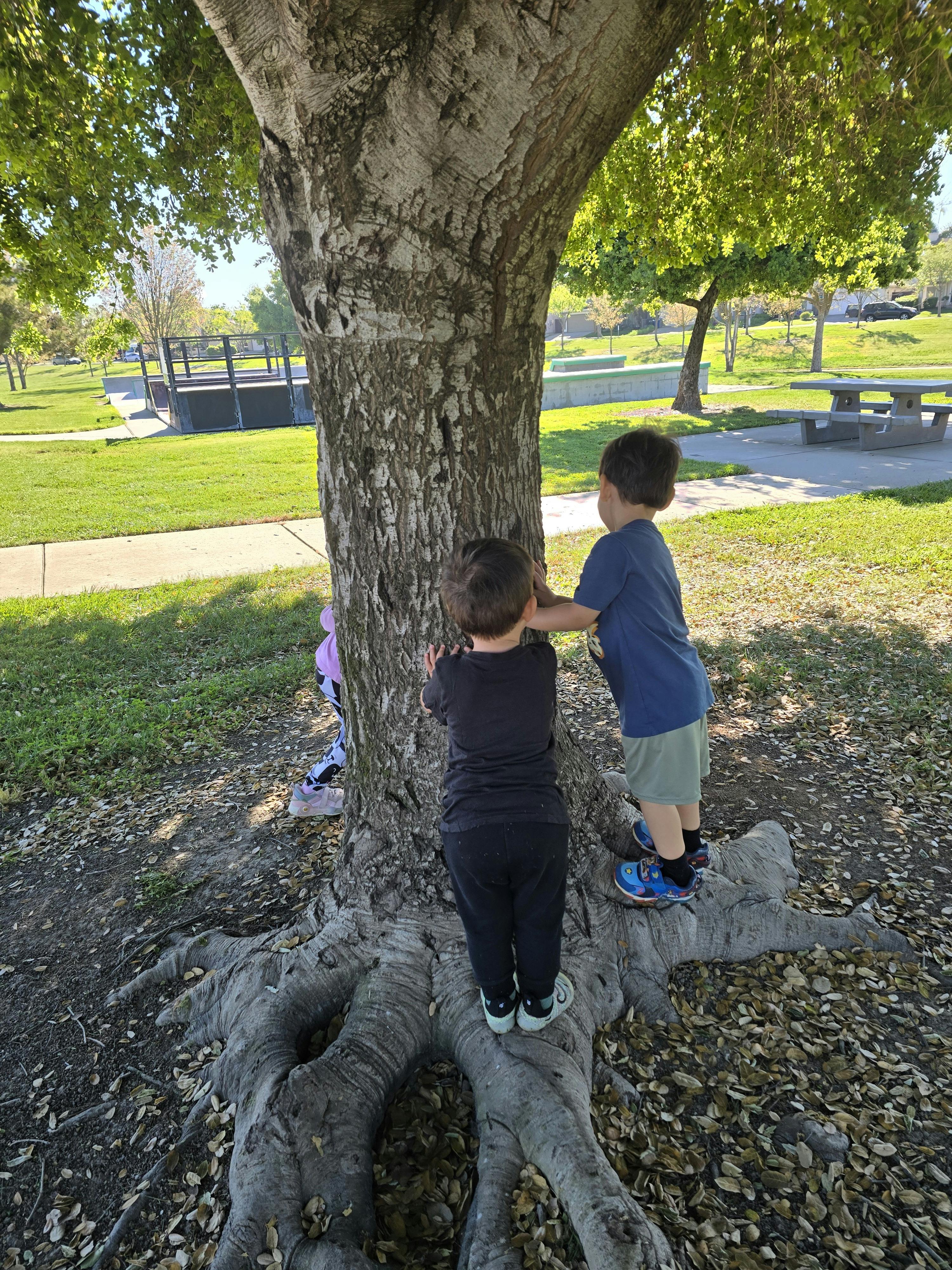 Two children touching a large tree trunk with exposed roots in a park