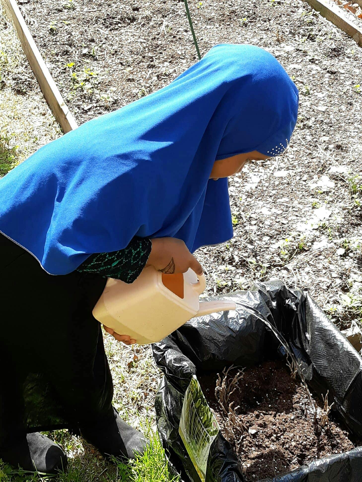 Person in blue head covering watering a plant in a black bag