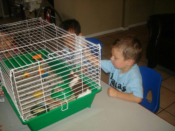 Child looking at a small animal in a cage