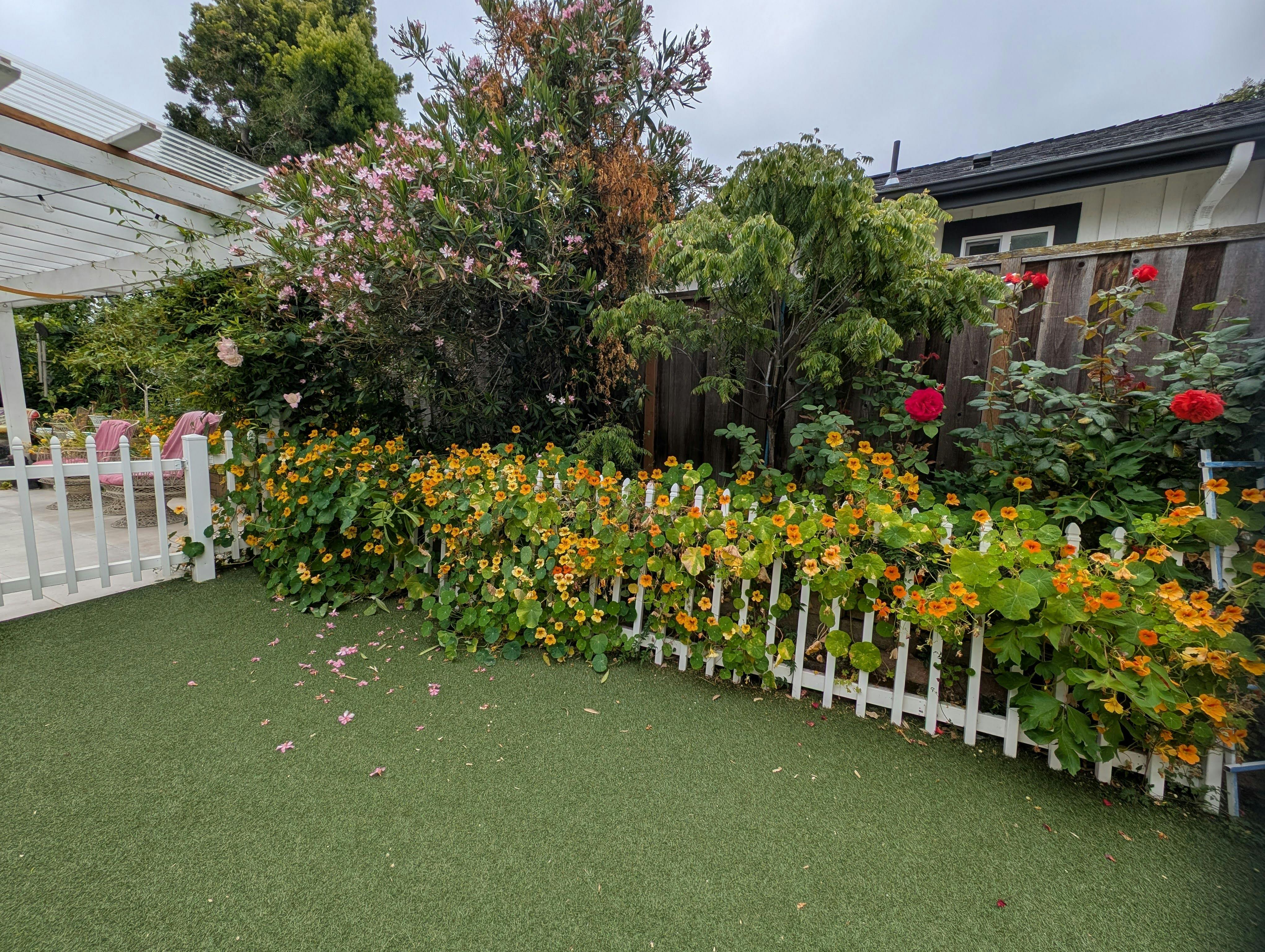 Nasturtium flowers growing on a white picket fence next to green turf