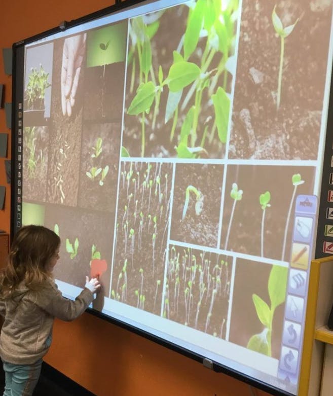 Child interacting with a large screen displaying images of plant sprouts