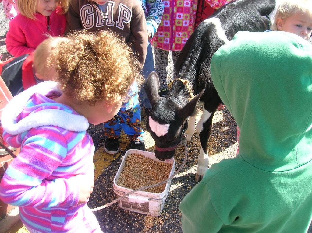 Children watching a calf eat from a bucket