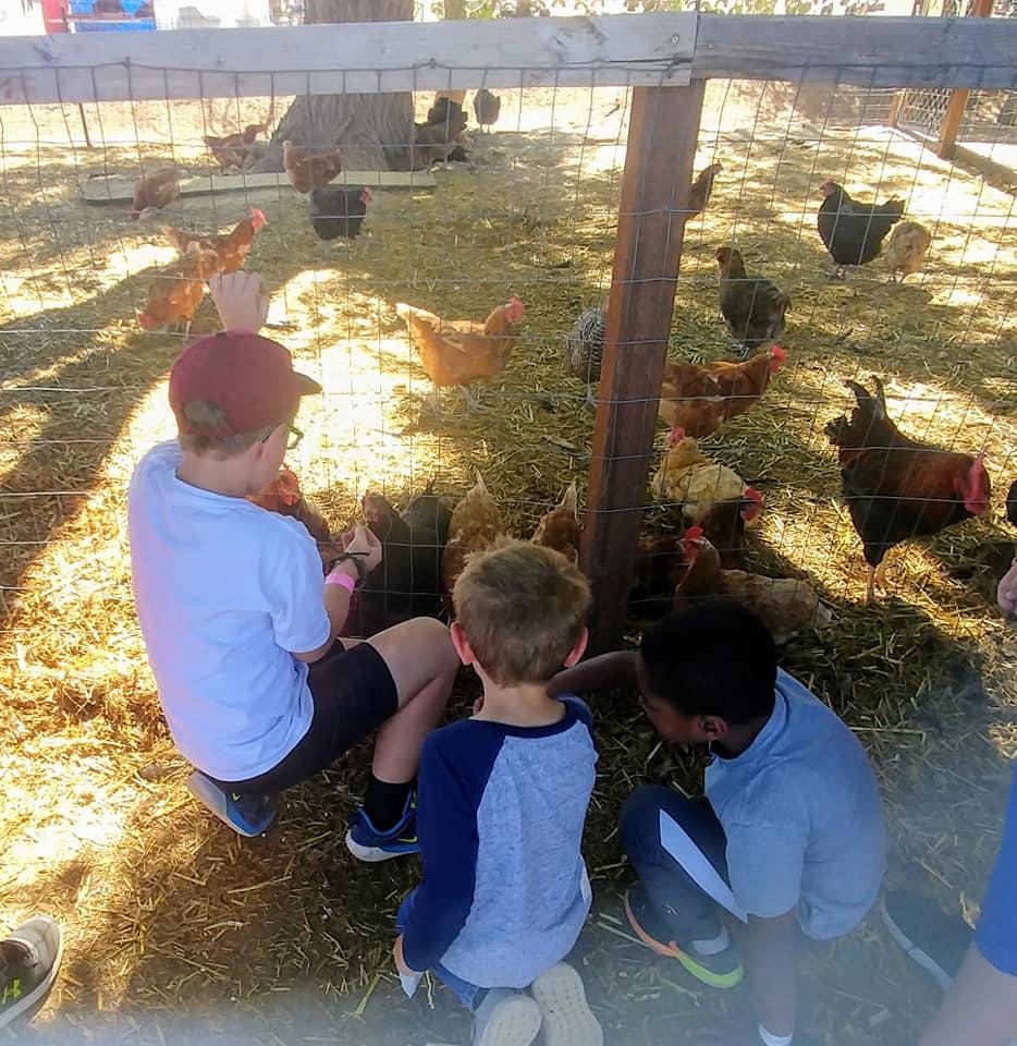 Three children looking at chickens in a fenced enclosure