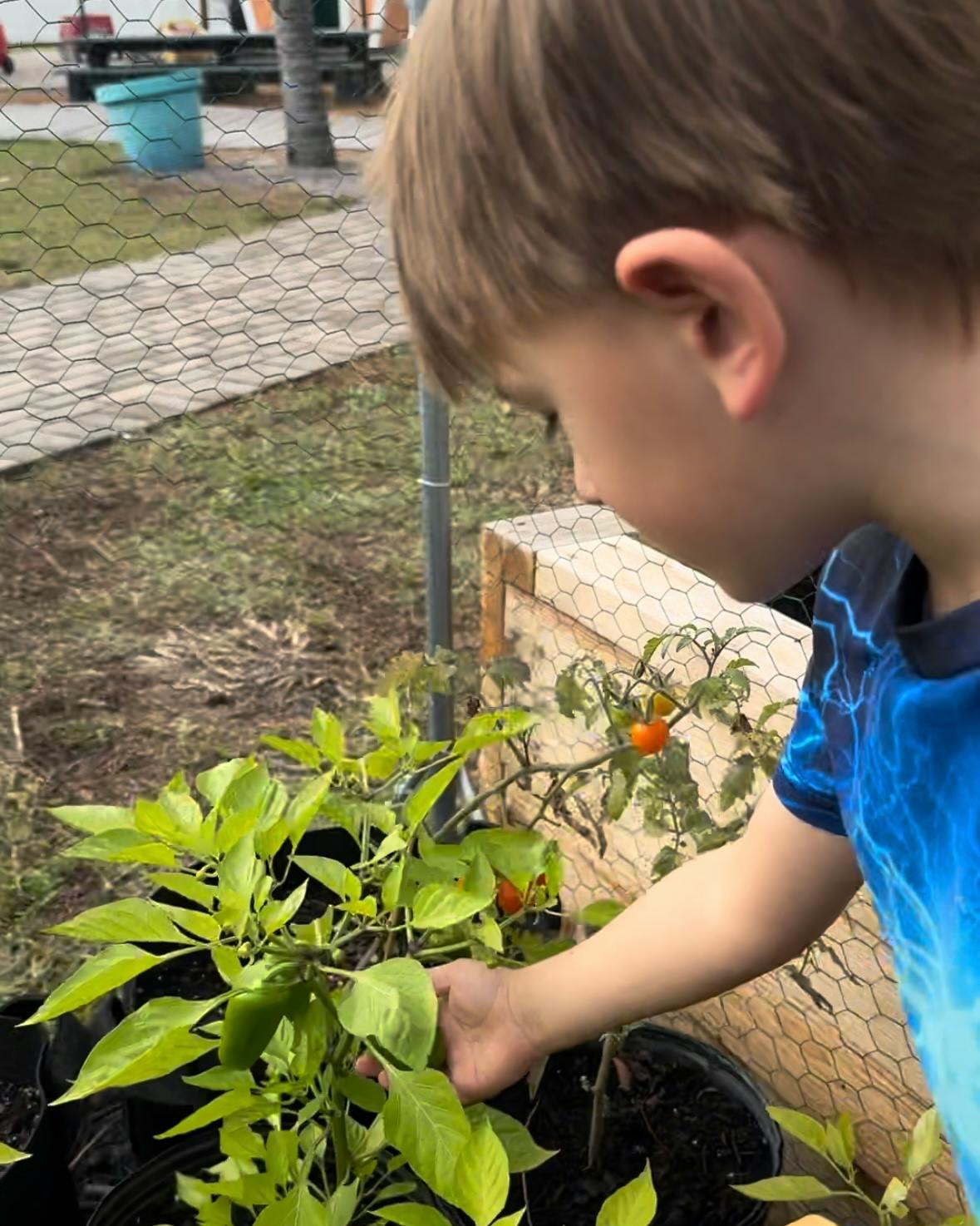 Child looking at and touching a plant with small fruits