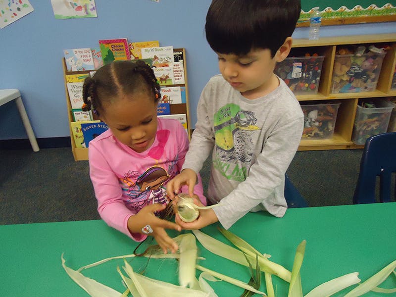Two children peeling corn in a classroom