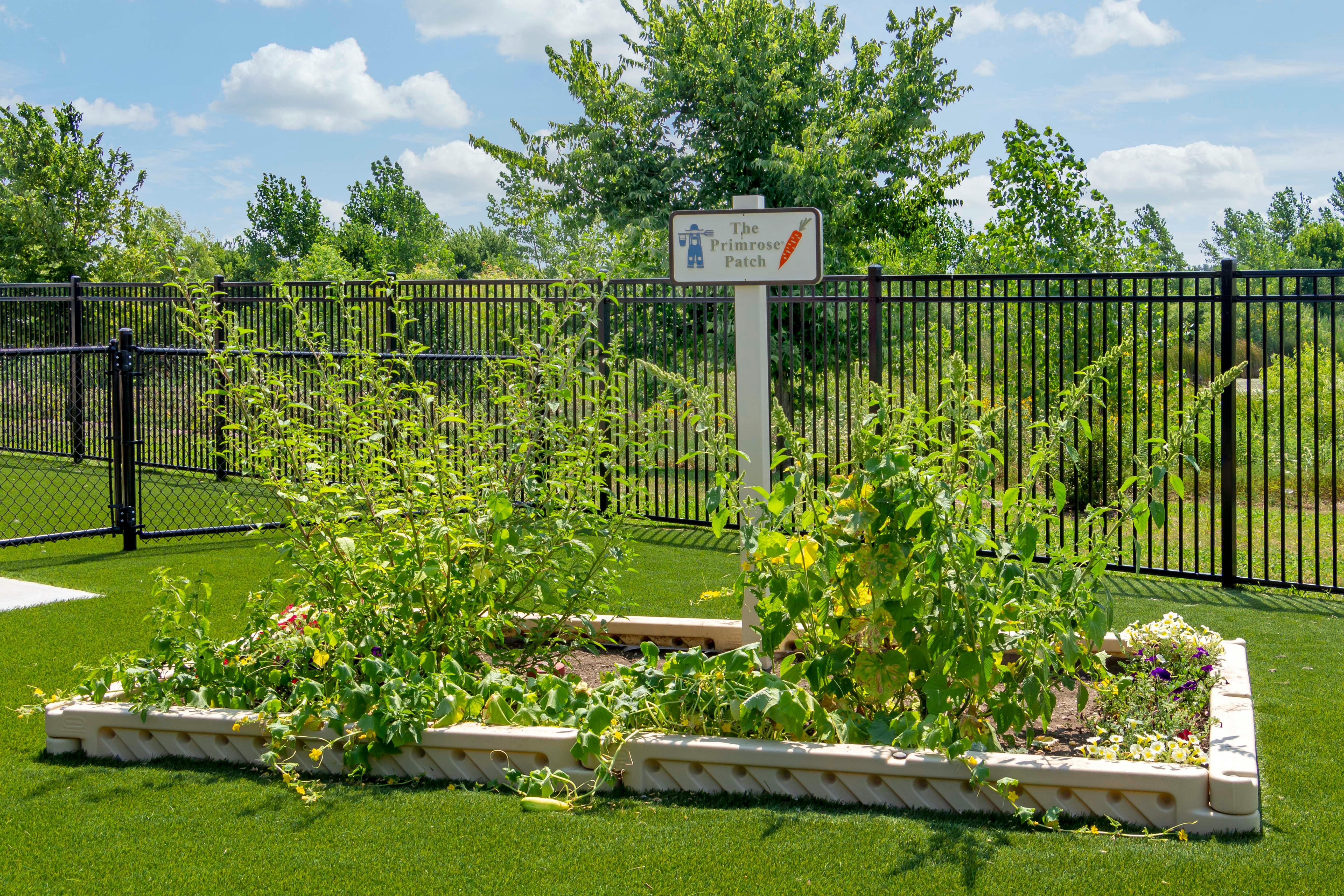 Raised garden bed with green plants and a sign reading "The Primrose Patch"