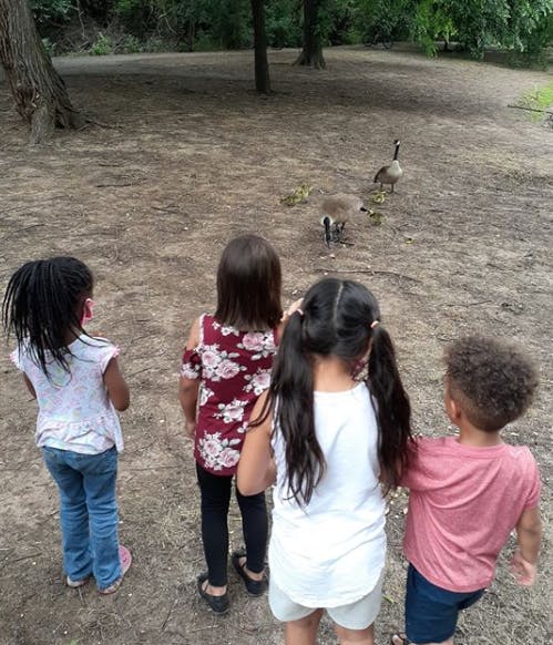 Four children watching geese and goslings