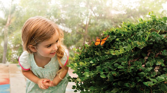 Child looking at a butterfly on a bush