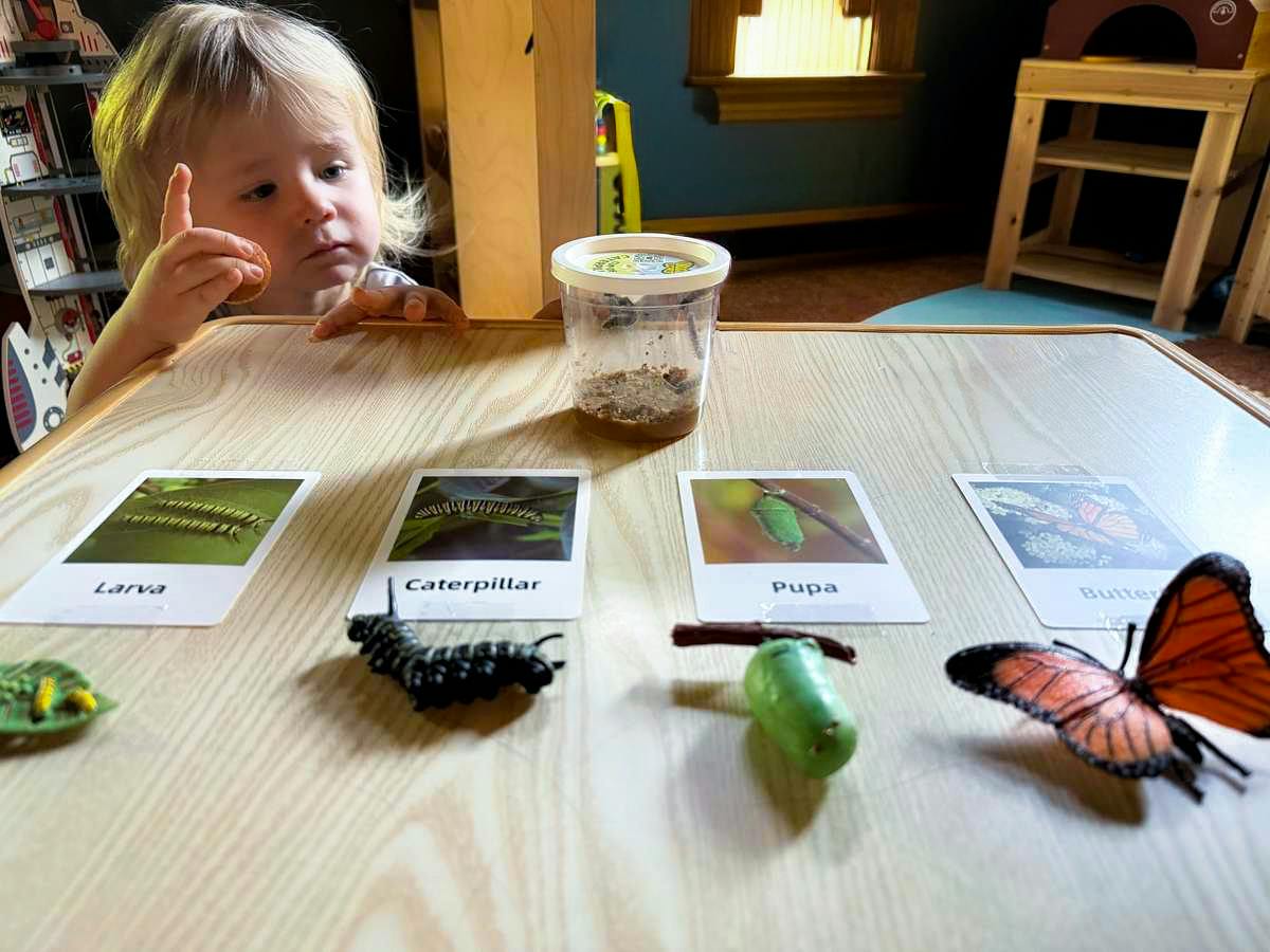 Child observing butterfly life cycle cards and plastic models on a table
