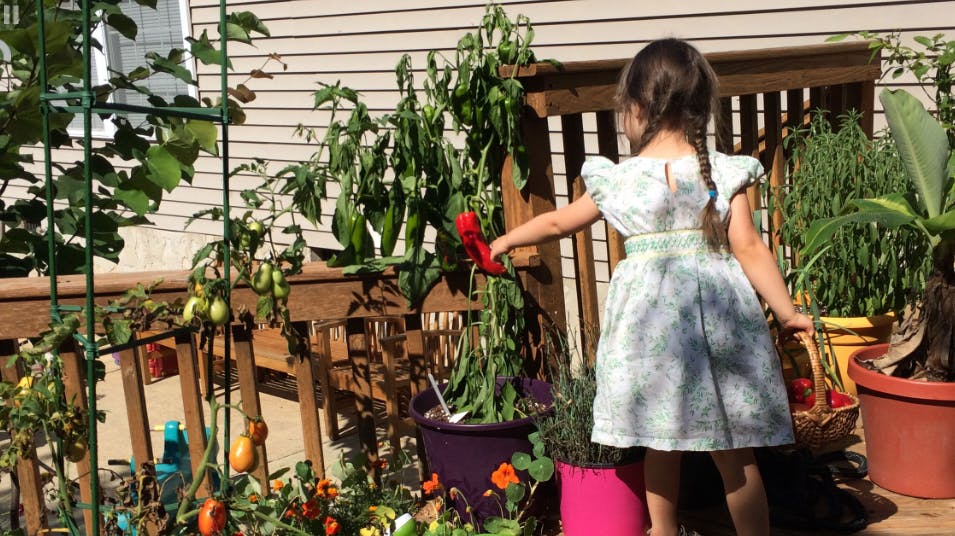 Child in a dress tending to plants in a garden