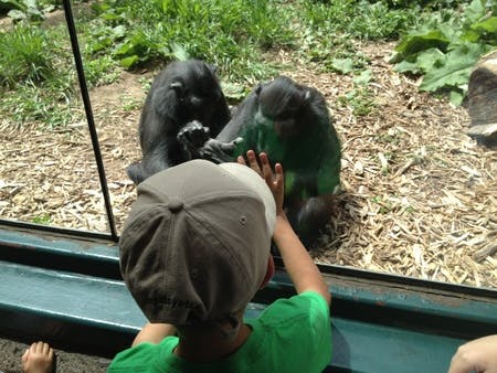 Child in a hat looking at two primates through glass