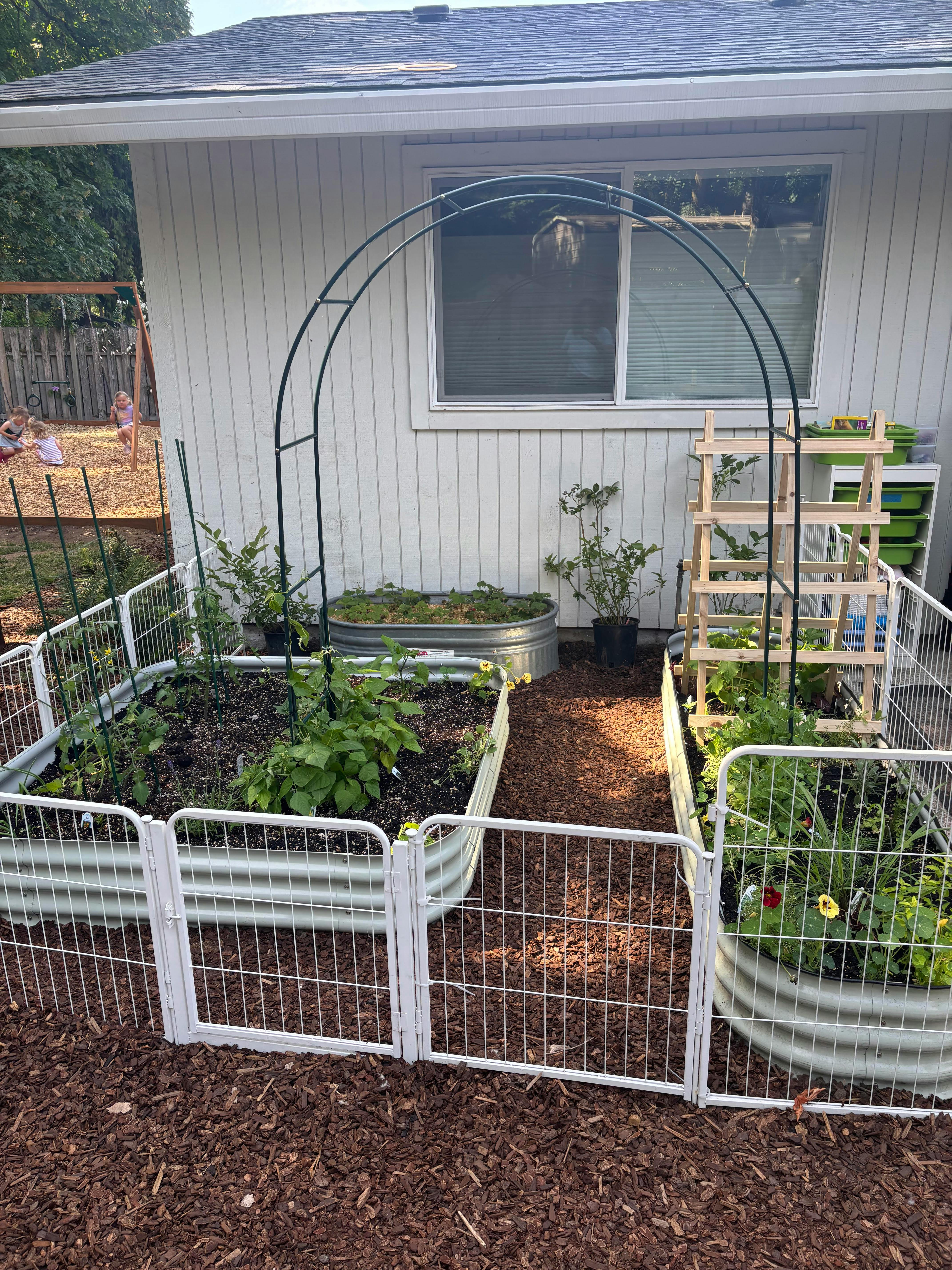 Raised garden beds with metal fencing and an arched trellis in a backyard