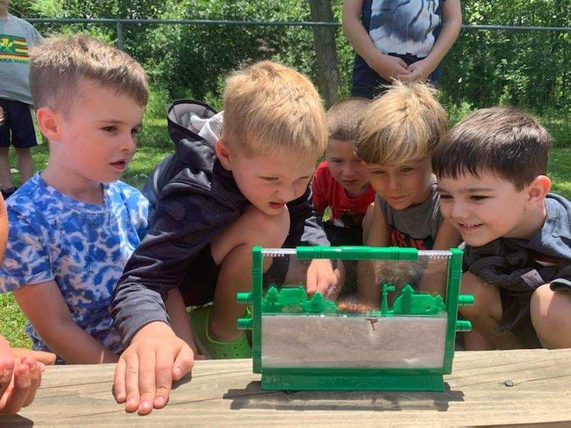 Children looking at an ant farm